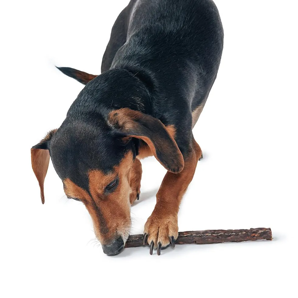 Turkey Chew